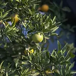 Marine Akyaka (Mugla)